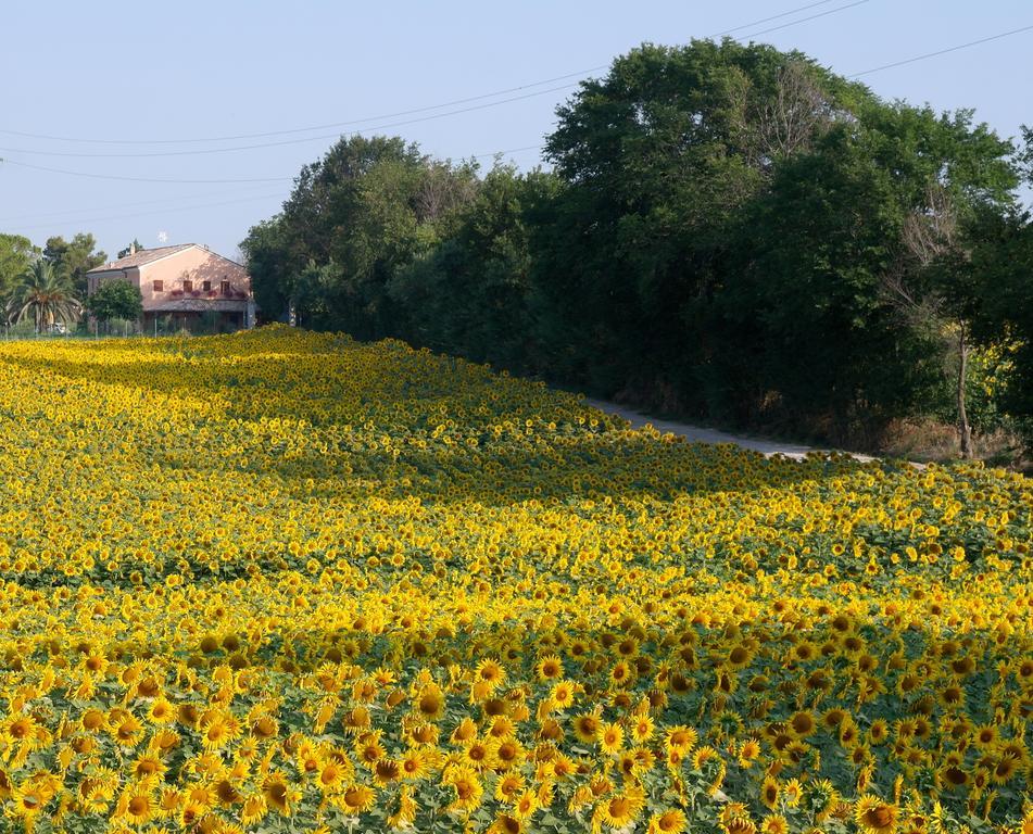 Fontebella Bed & Breakfast Montemarciano Dış mekan fotoğraf